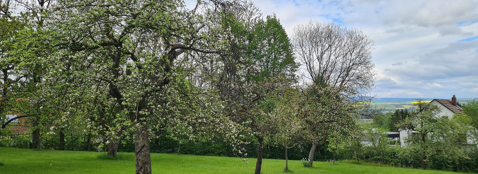 Streuobstwiese