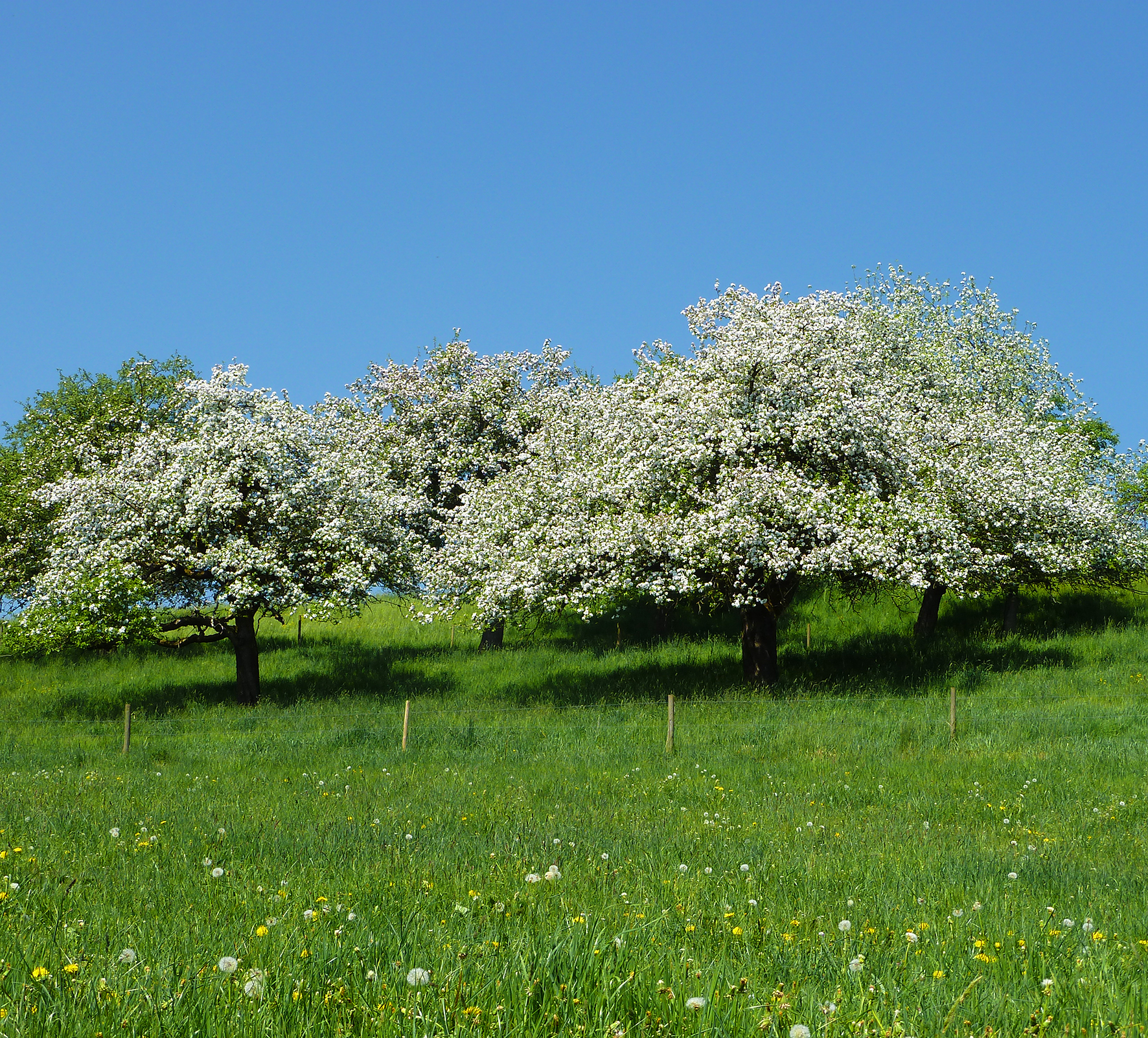 Streuobstwiese - blühende Bäume